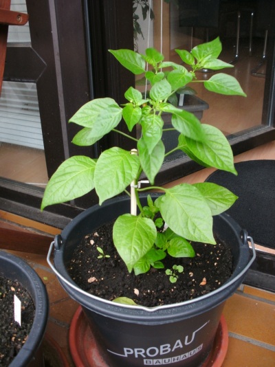 BILD0021_small.jpg