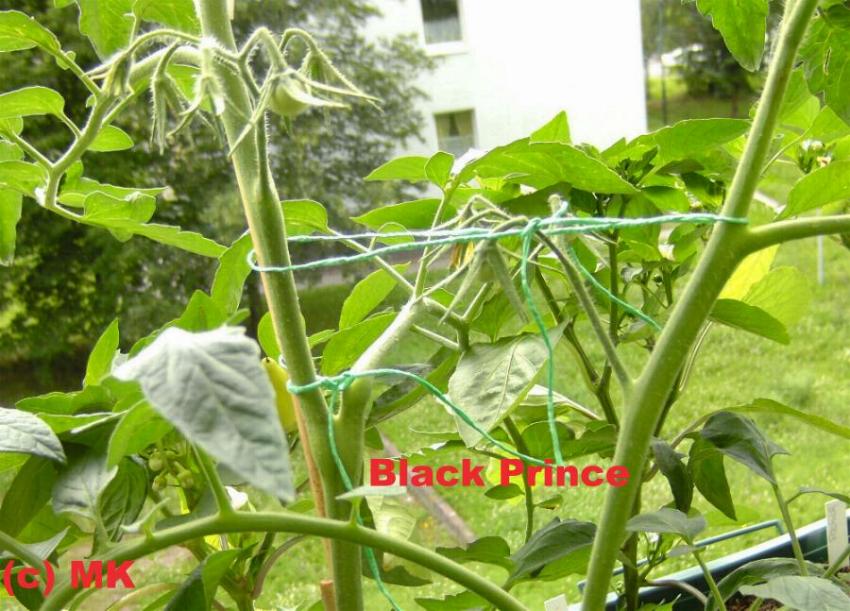 Black Prince klein 012.JPG