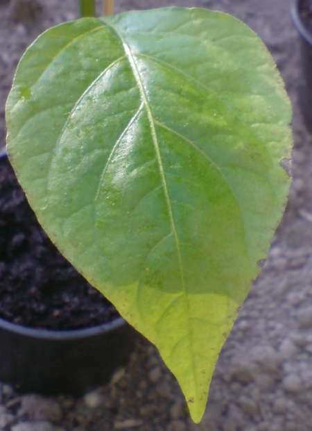 blatt 1.jpg