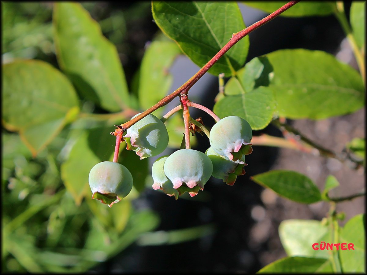 Blaubeeren_13062021_.jpg