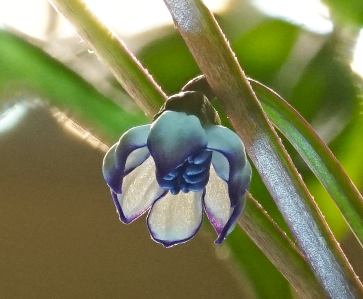 Blüte ganz groß.jpg