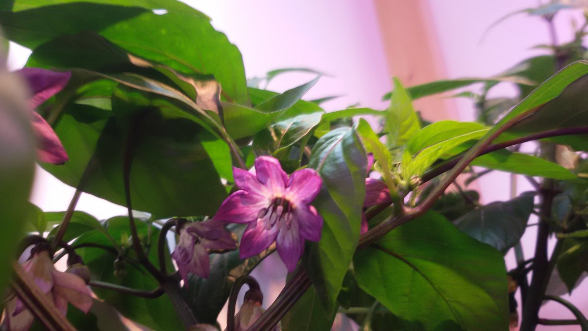 Blüte Jalapeno Purple.jpg