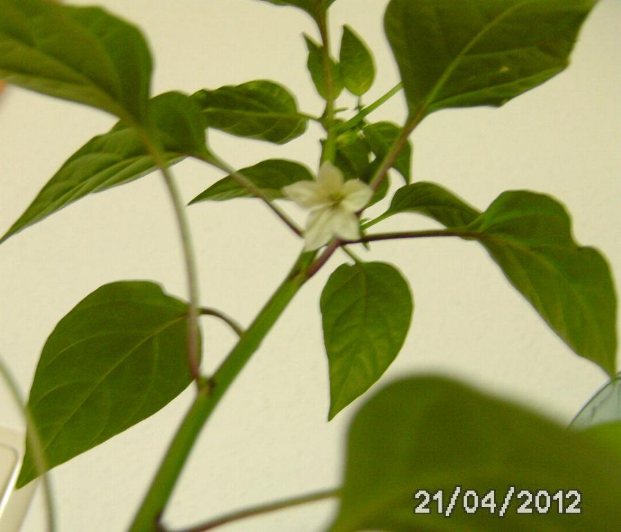 Blüte Langer  Roter Cayenne.jpg