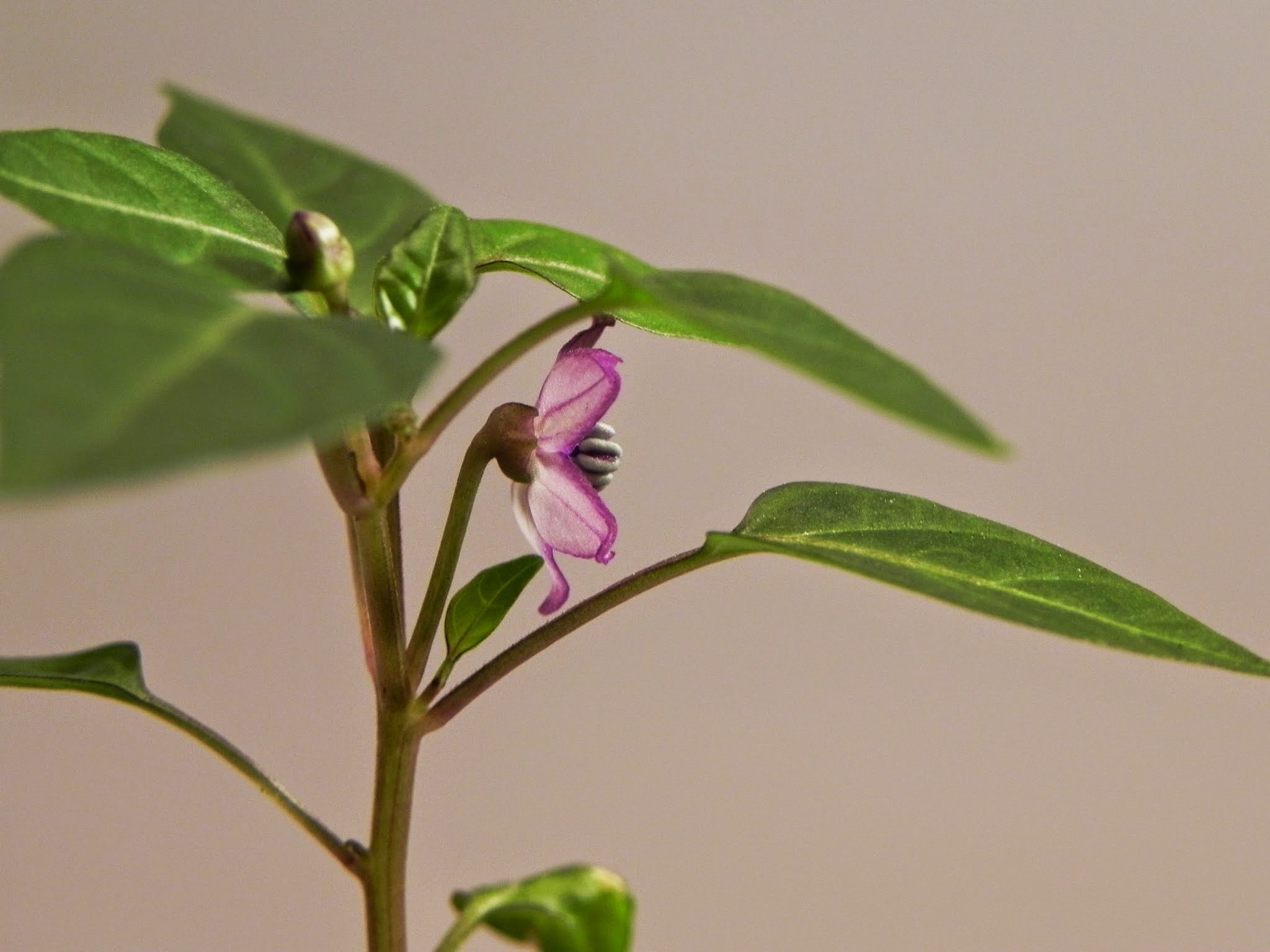 Blüte rechts.jpg