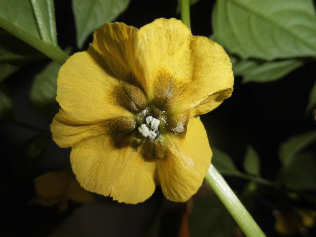 Blüte Tomatillo.JPG