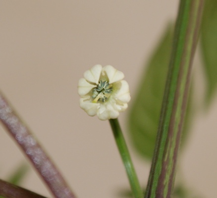 Blüte2.jpg