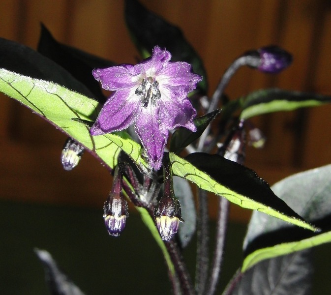 blüte2_673_600.jpg