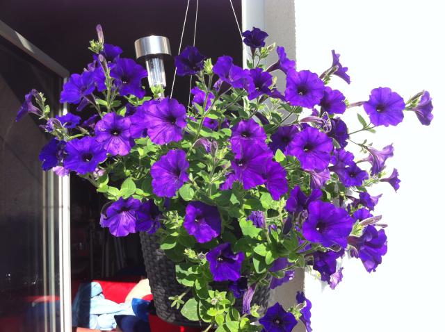 Blumen.jpg