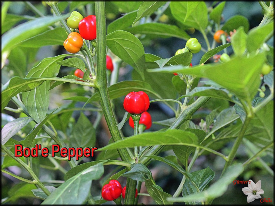 Bod'e Pepper 30.07.2018.JPG