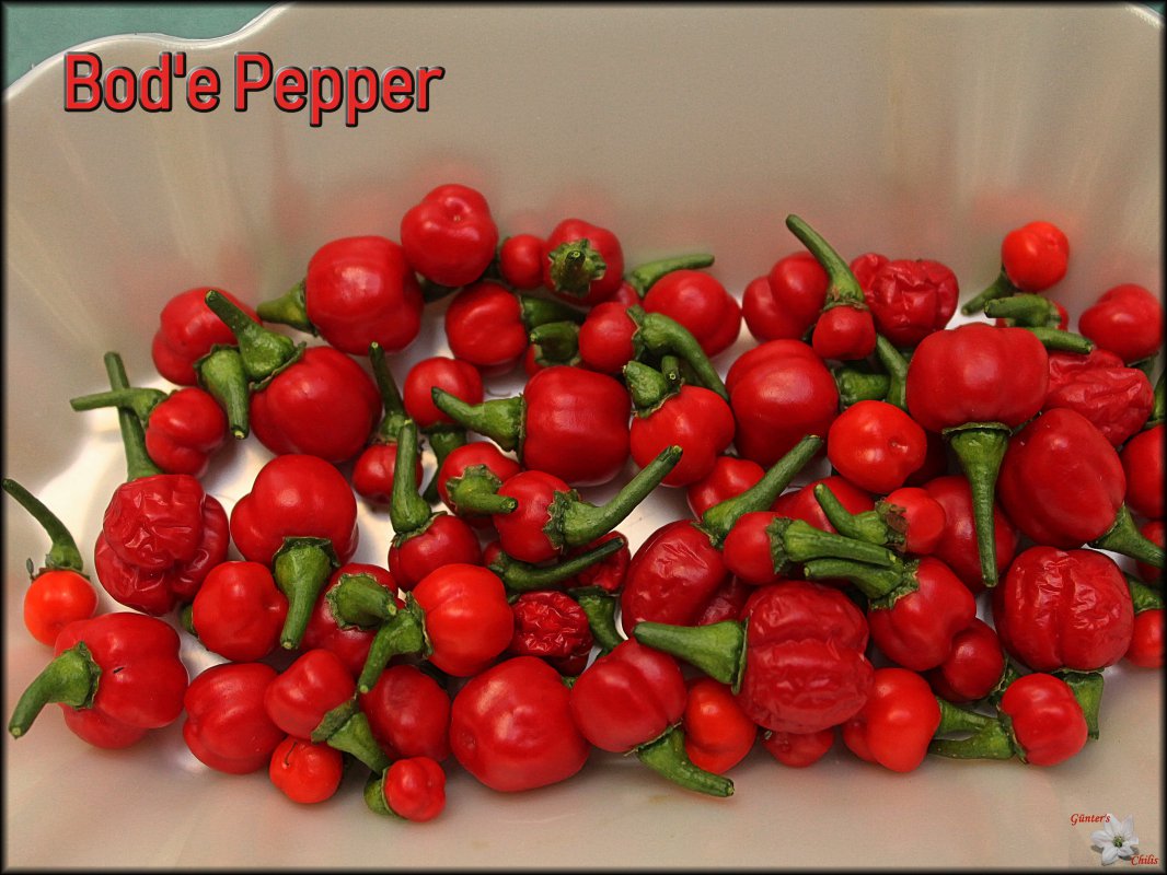 Bode Pepper_Beeren 21082018.jpg