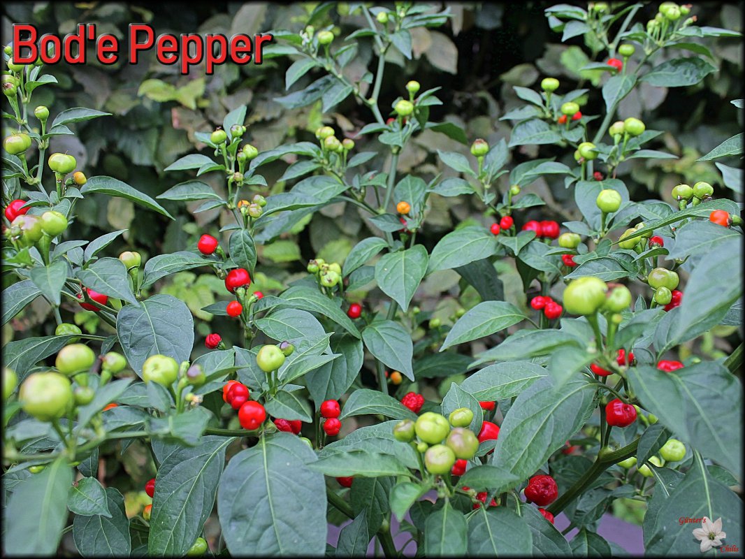 Bode Pepper_Pflanze 21082018.jpg