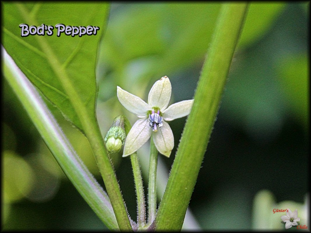 Bod's Pepper.JPG