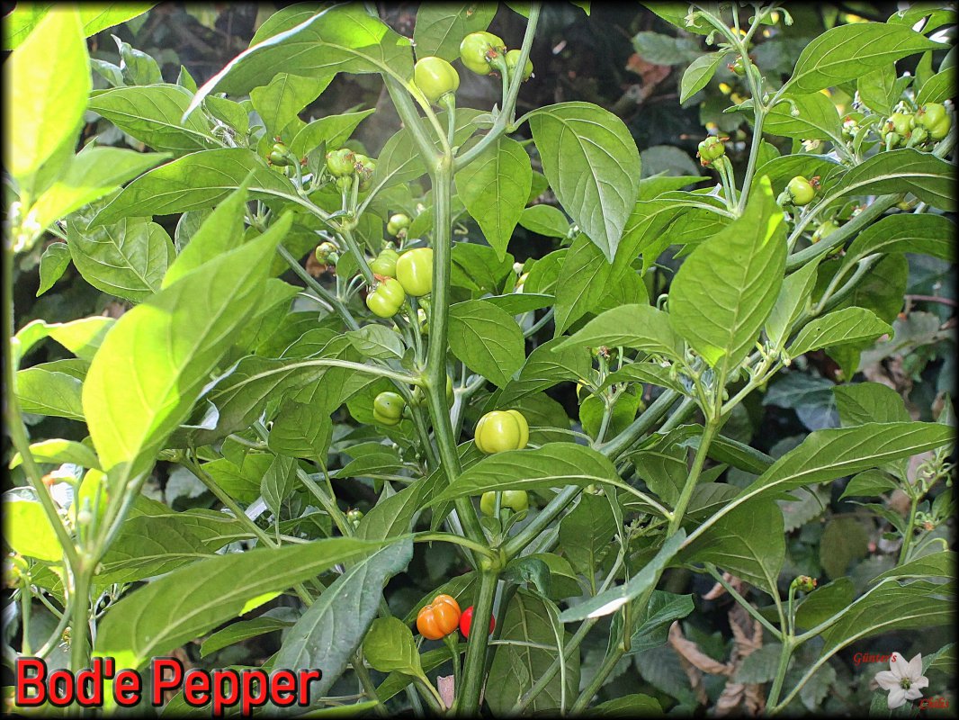 Bod's Pepper_18072018.JPG