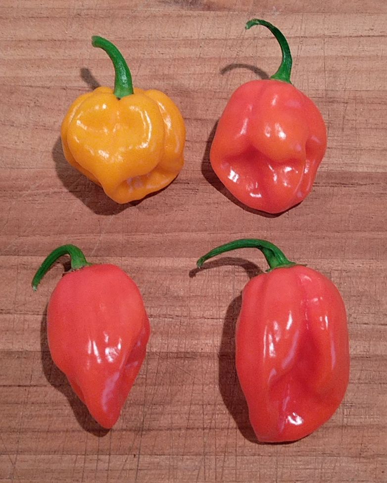 bonnet_habanero_sample.jpg