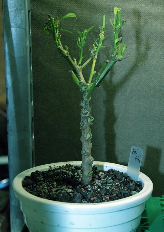 Bonsai-10.12-85.JPG