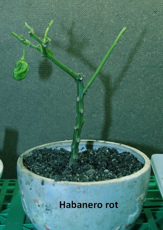 Bonsai-10.12-86.JPG