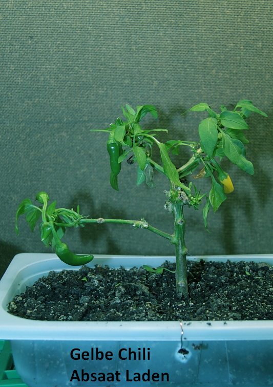 Bonsai-10.12-87.JPG