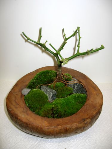 Bonsai.JPG