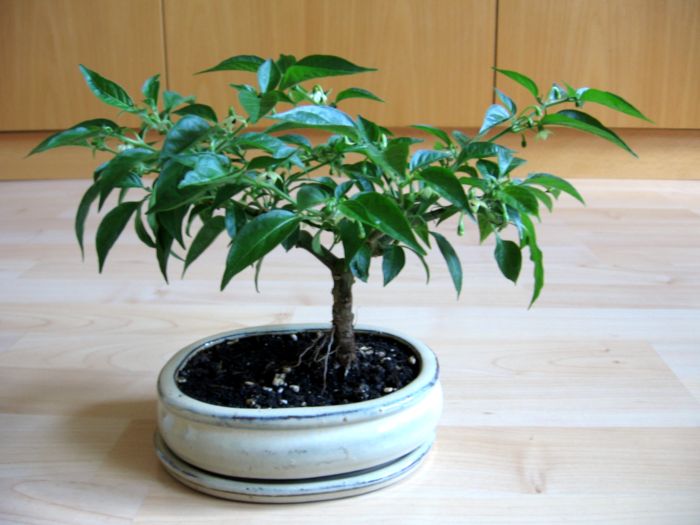 bonsai15.JPG