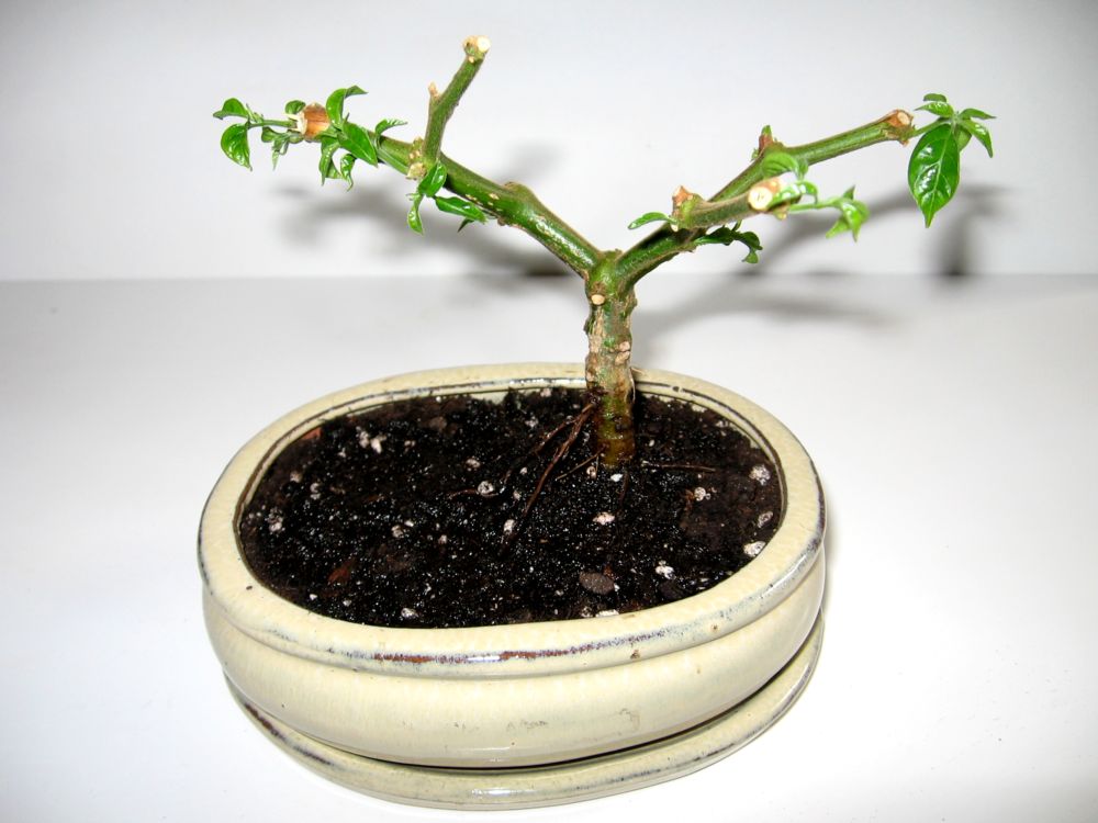 bonsai7.JPG