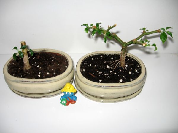 Bonsai8.JPG