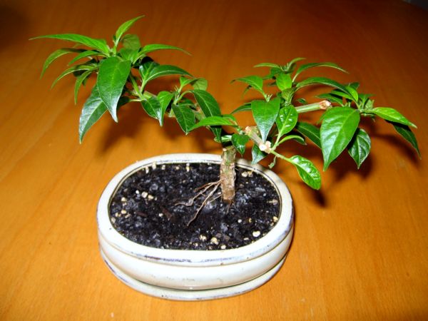 Bonsai8.JPG