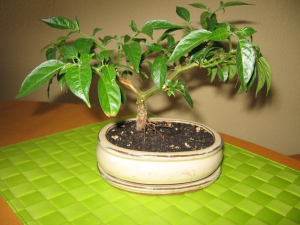 bonsai9.JPG