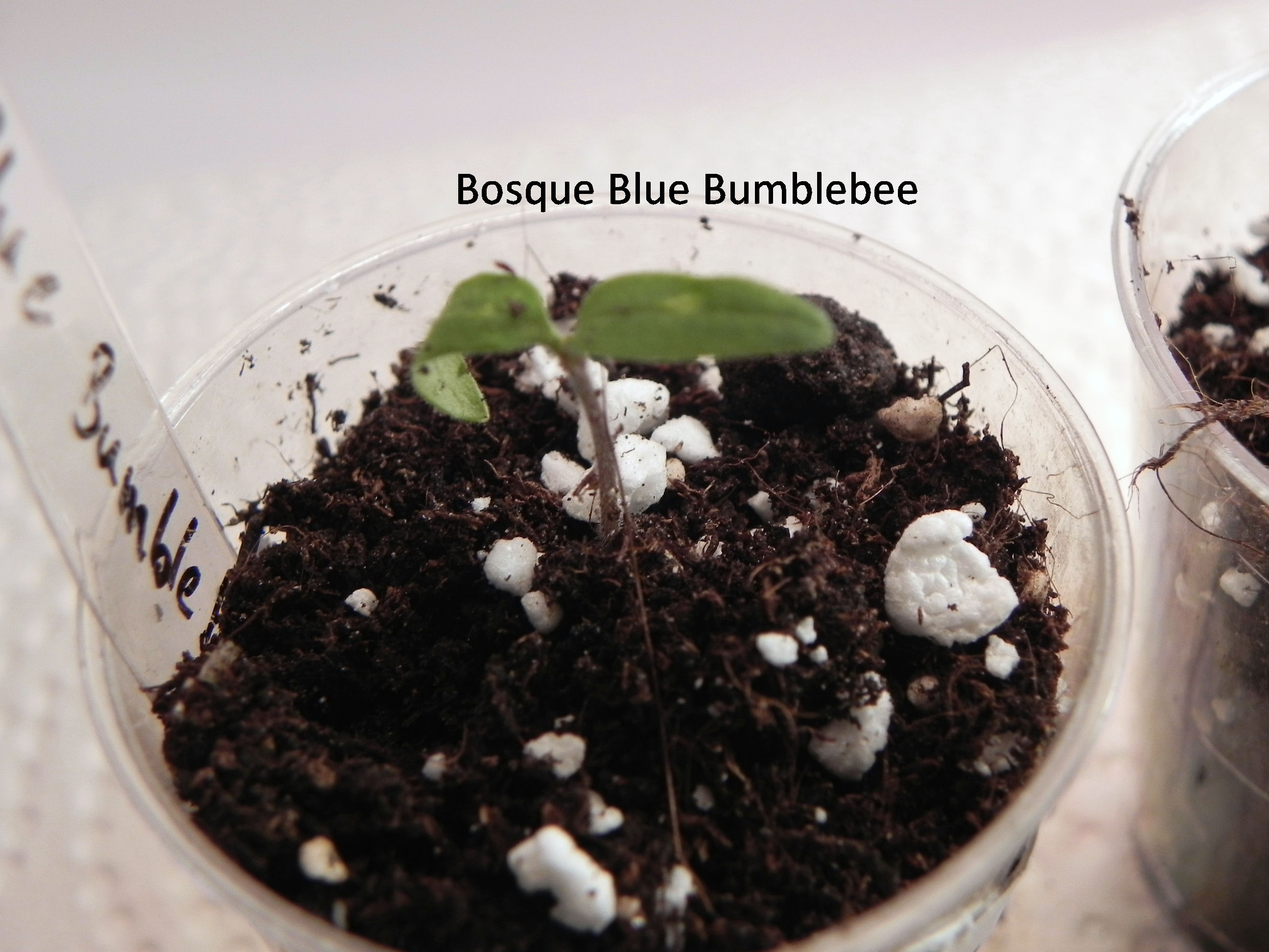Bosque Blue Bumblebee.JPG
