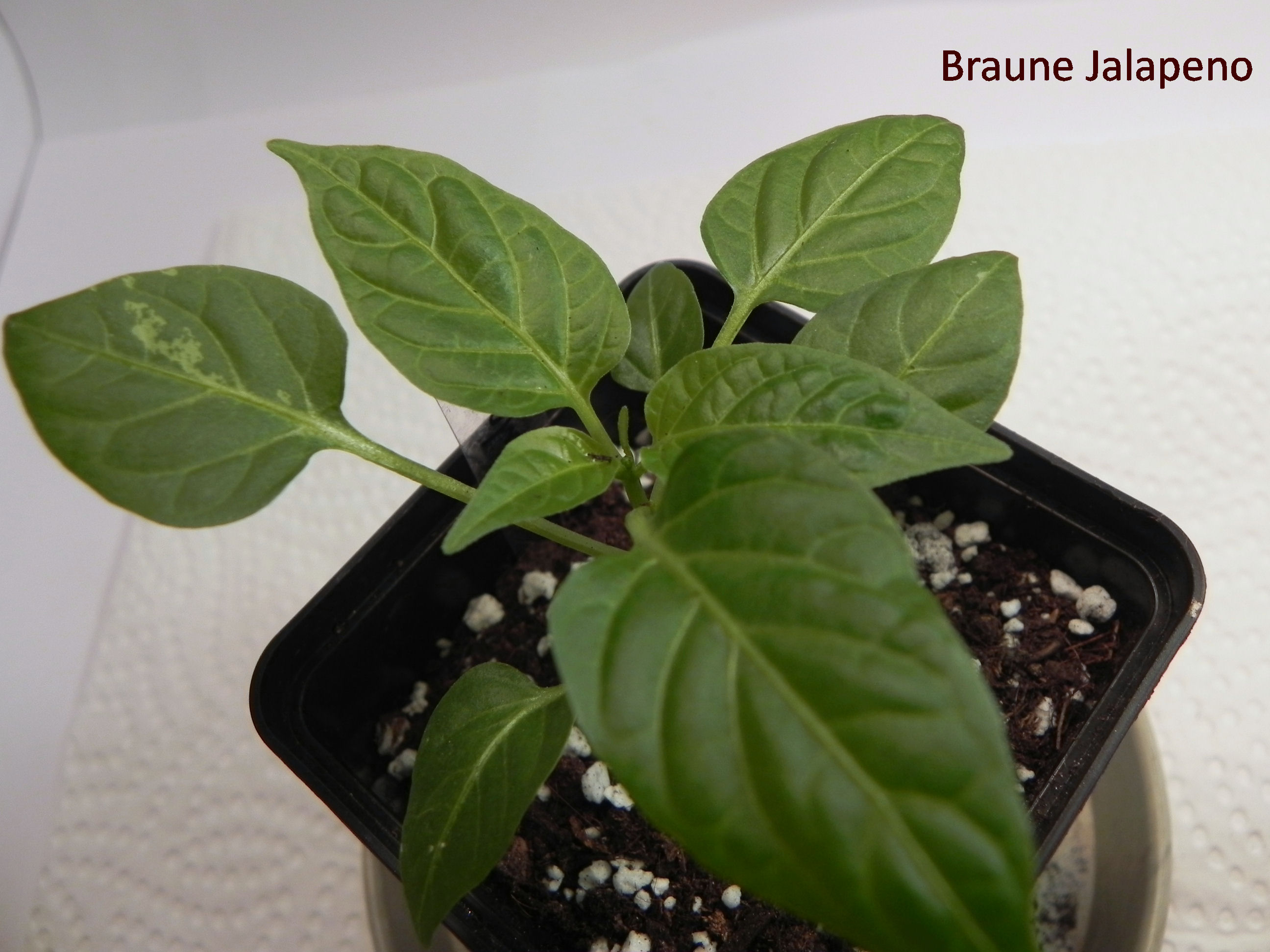 Braune Jalapeno.jpg