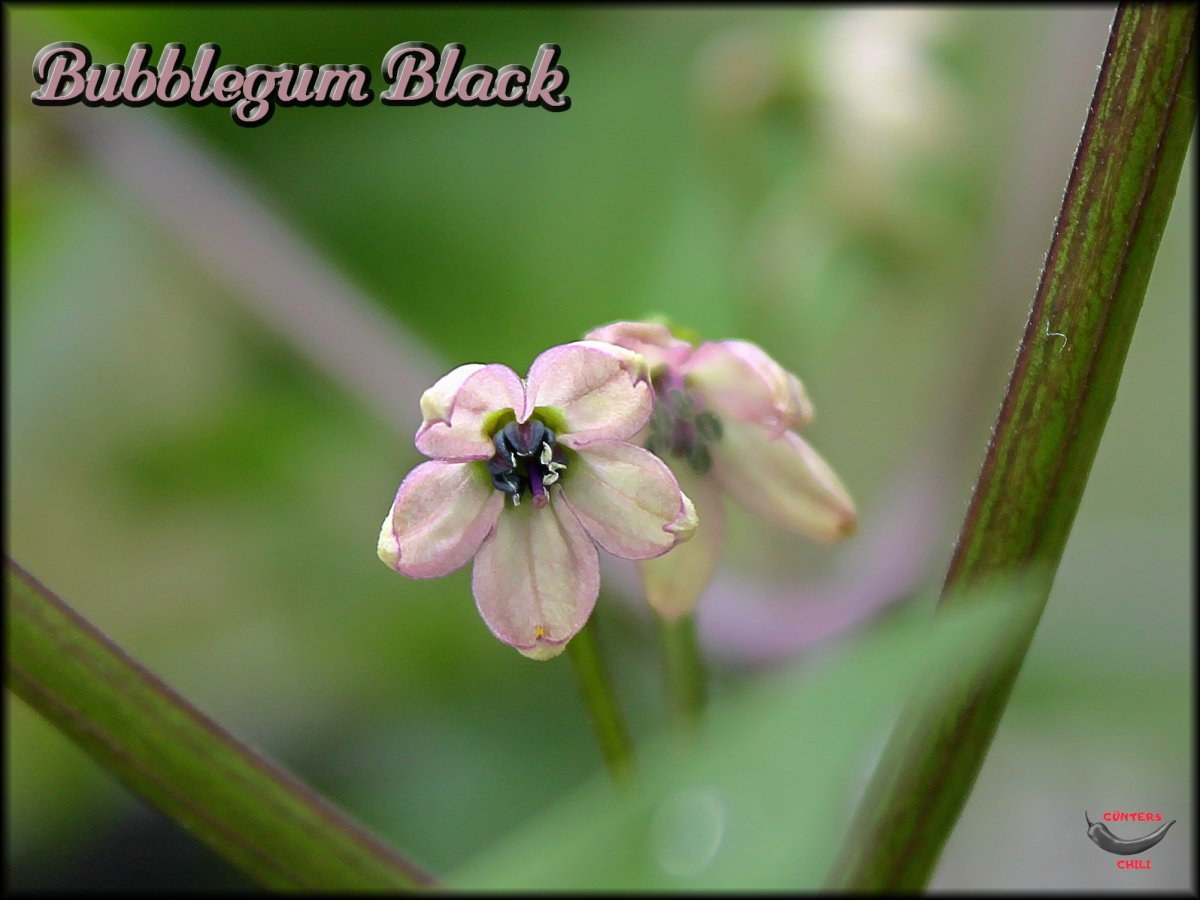 Bubblegum Black 18062020.JPG