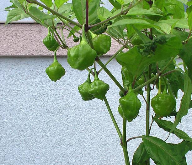 bumpy5.JPG