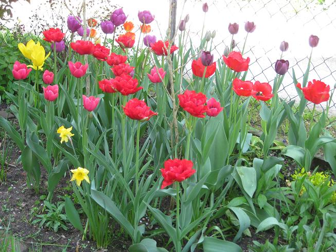 bunte Tulpen II.JPG