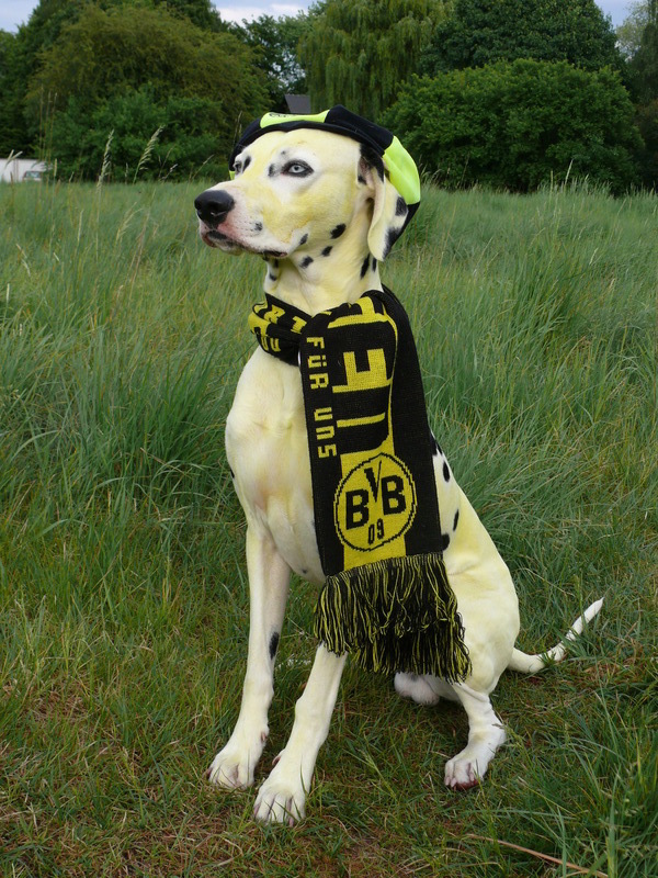 bvbhundeingefrbttm5d.jpg