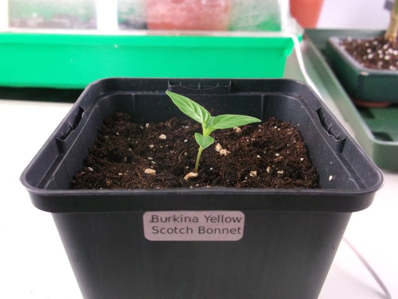 byscotchbonnet.jpg