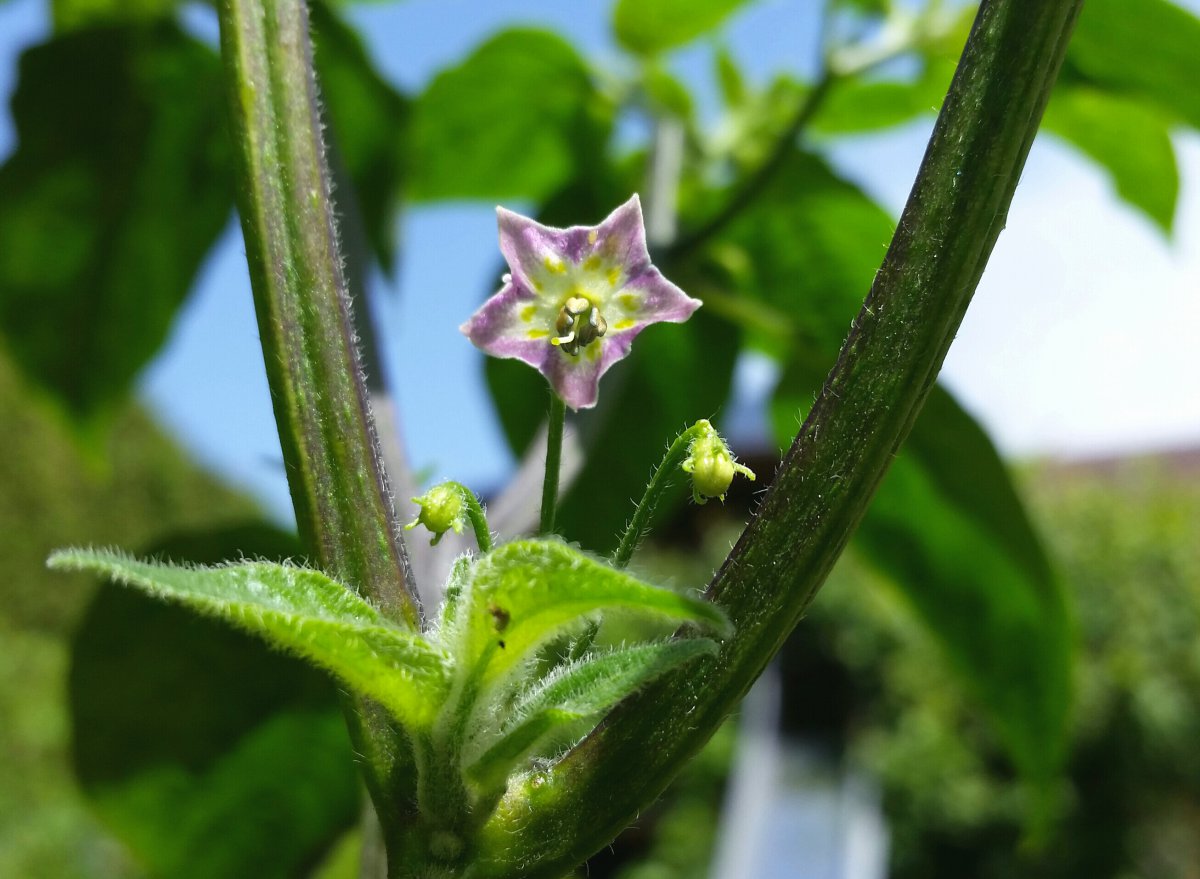 C.praetermissum.jpg