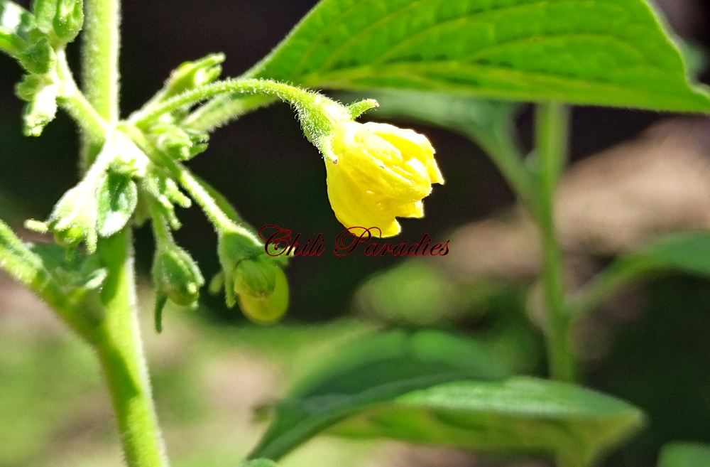 C. rhomboideum Blüte1.jpg