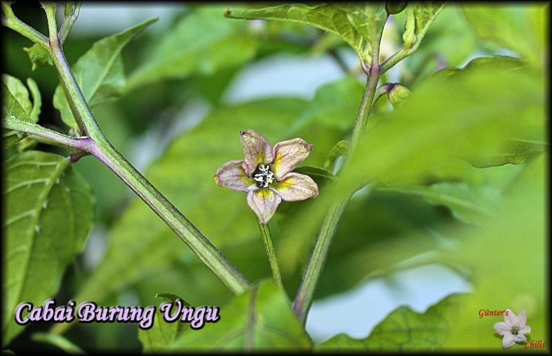 Cabai Burung Ungu Blüte - Kopie.JPG