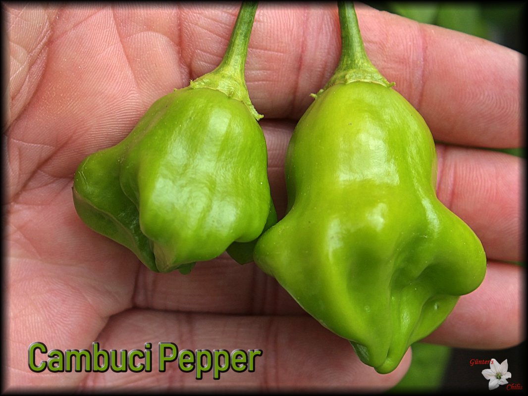 Cambuci Pepper 23062018.JPG