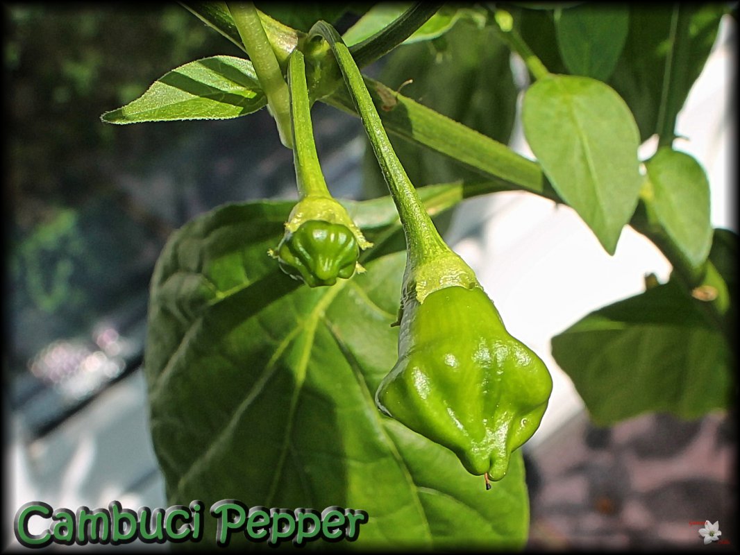 Cambuci Pepper_07062018.JPG