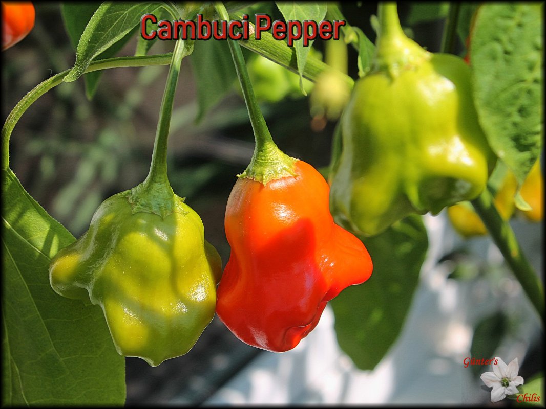 Cambuci Pepper_17072018.JPG