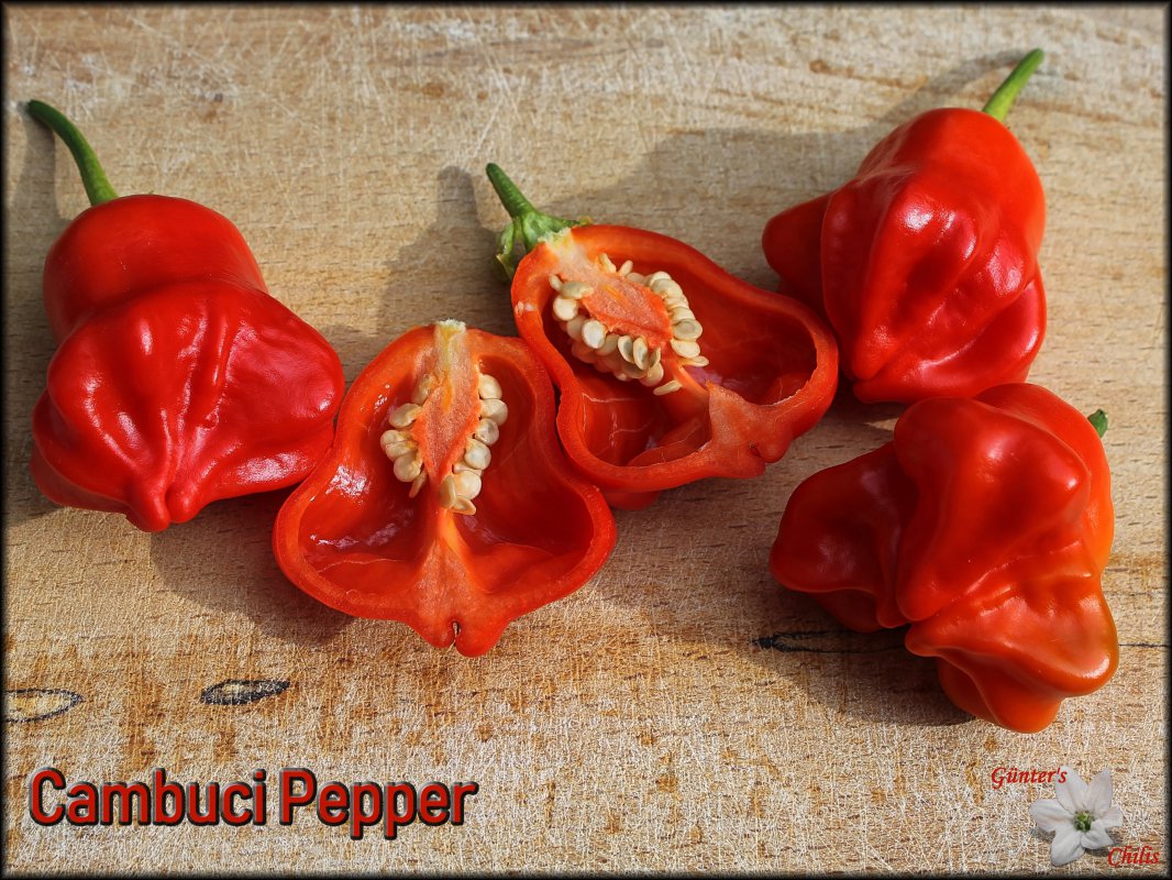 Cambuci Pepper_30072018.JPG