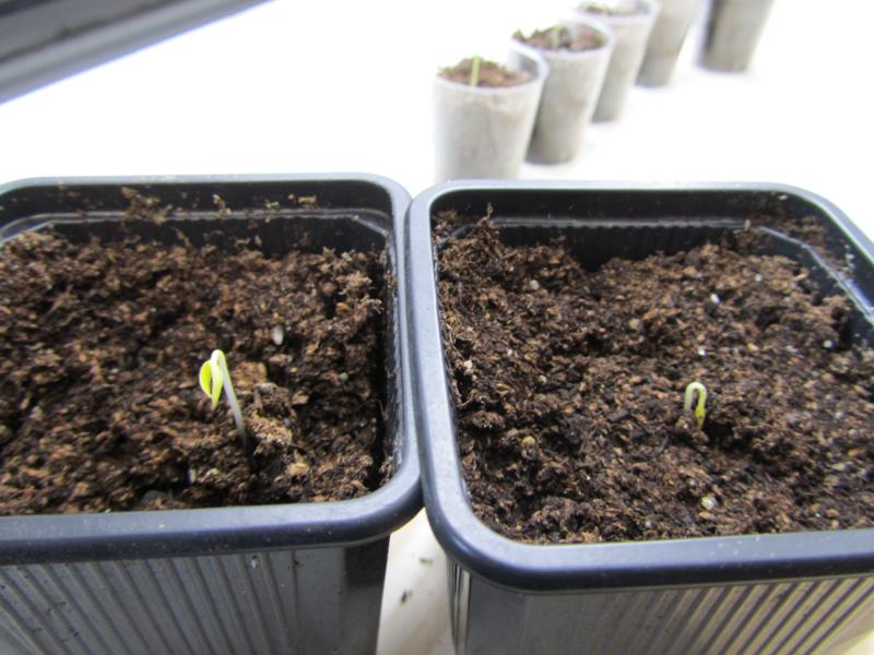Cappu Bhut Tag 1.jpg
