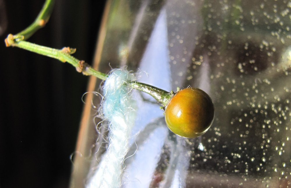 Capsicum eximium.jpg