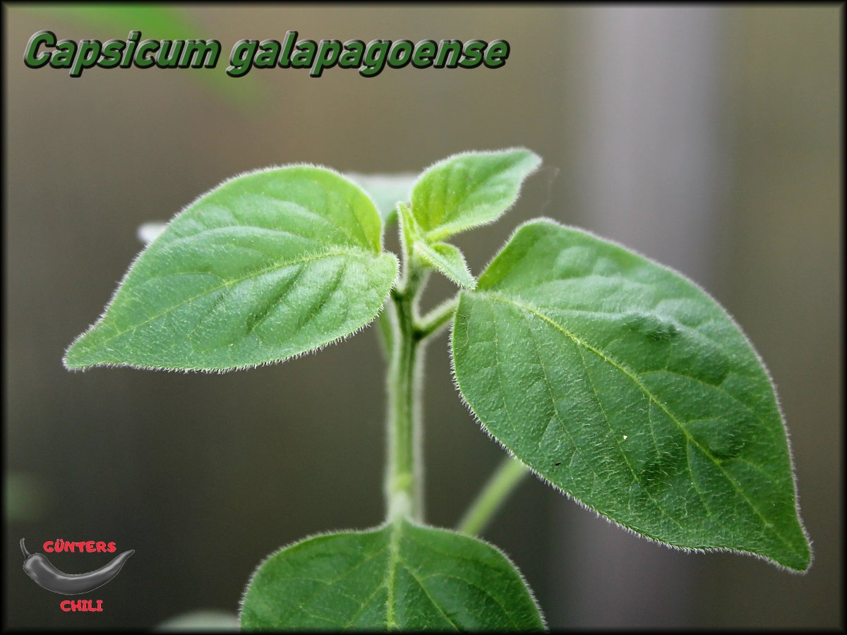 Capsicum galapagoense 10052021_.jpg