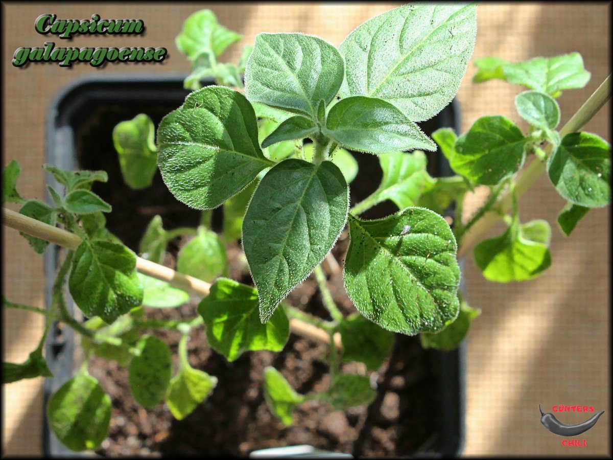 Capsicum galapagoense_.jpg