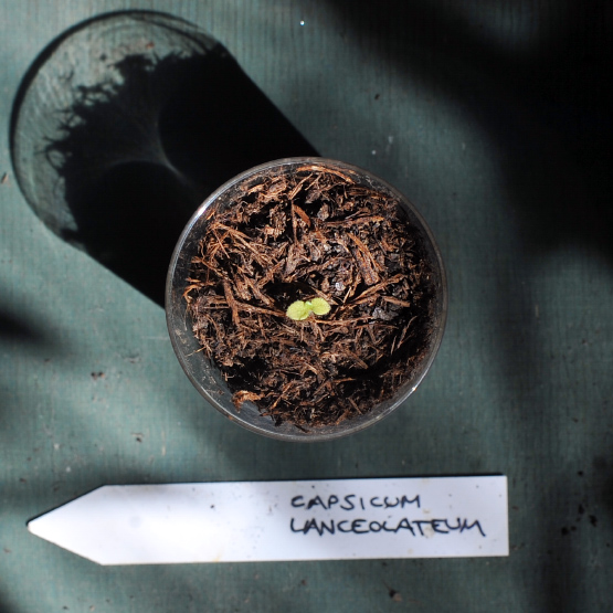 Capsicum.Lanceolateum.seedling.I.jpg