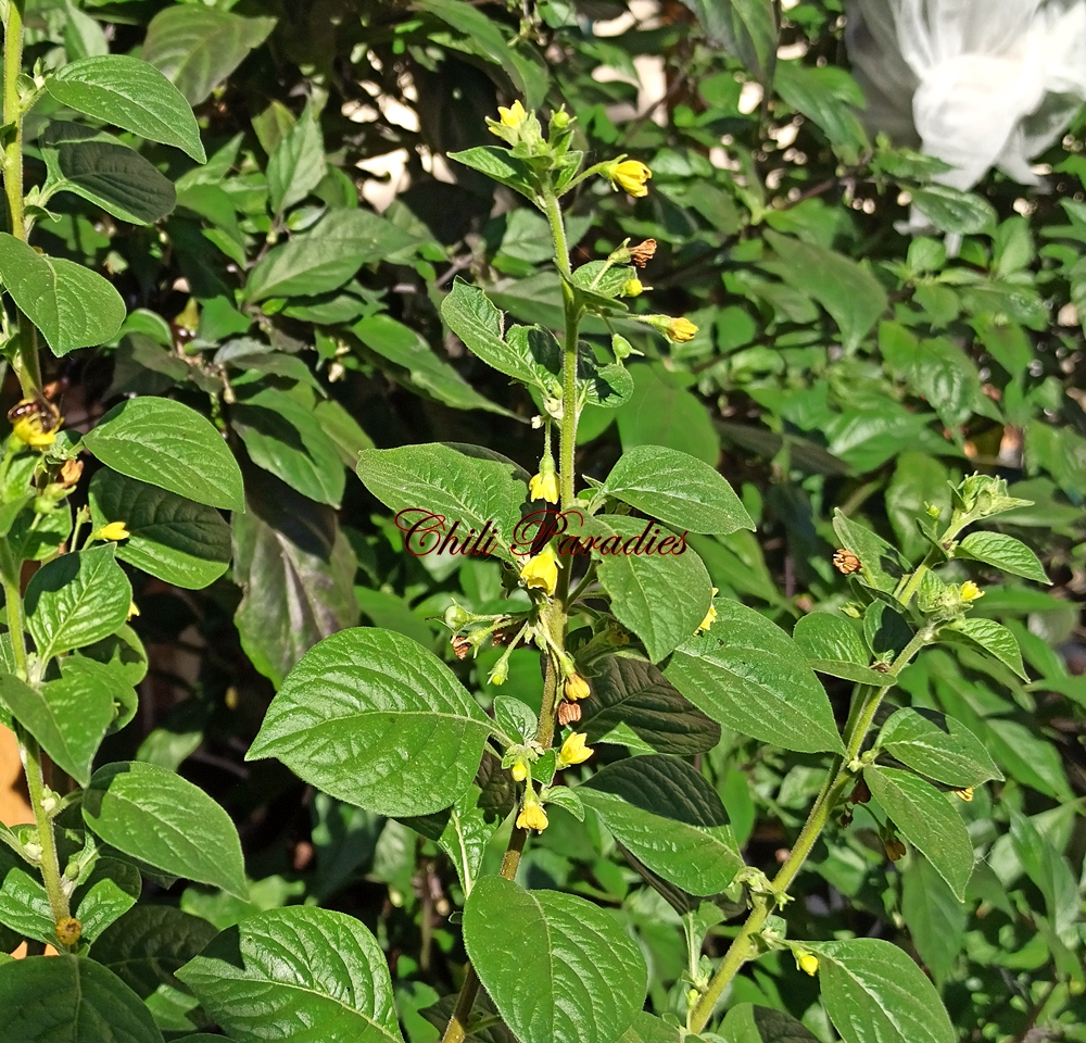 Capsicum rhomboideum.jpg