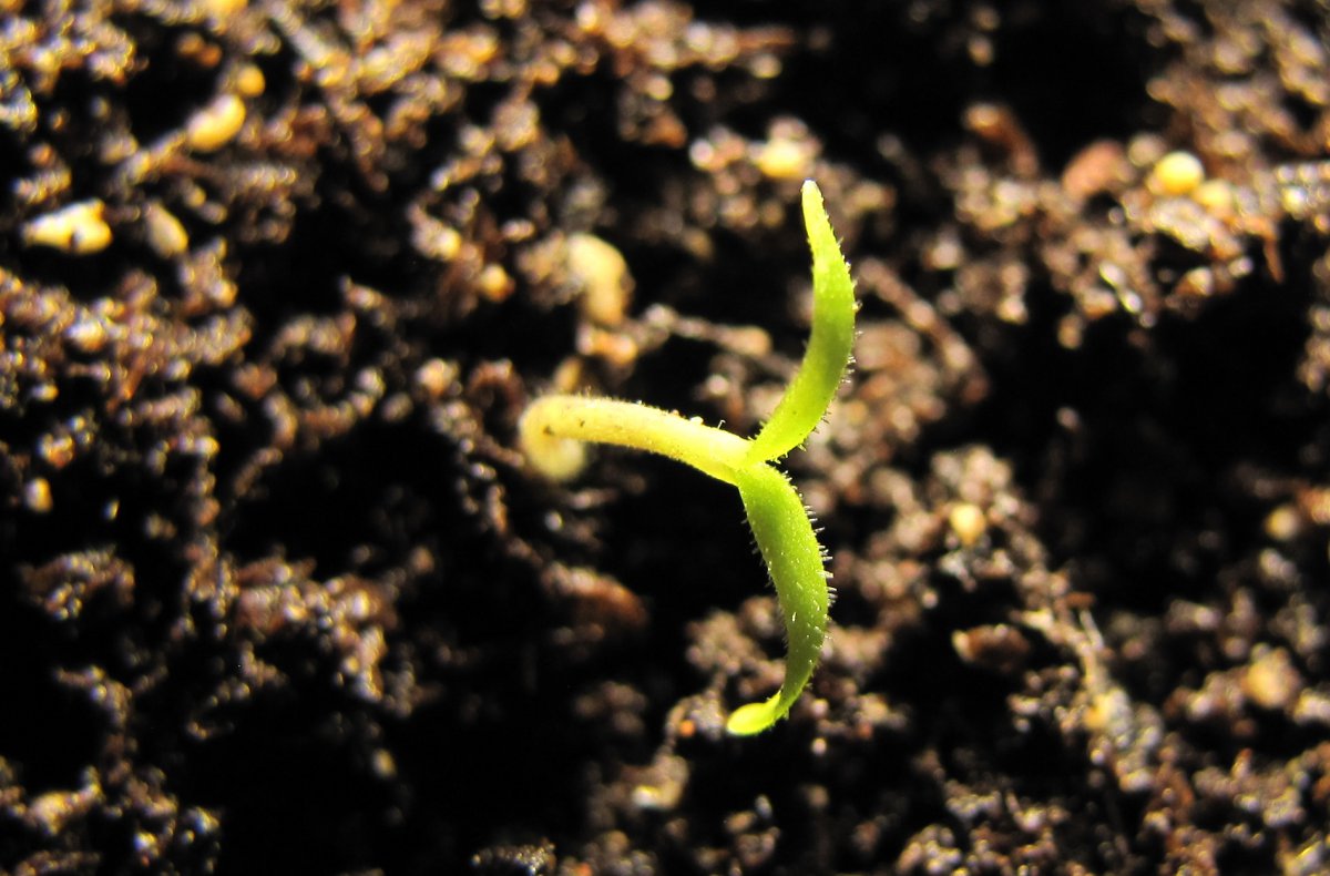 Capsicum Tovarii by Chris Fowler.jpg