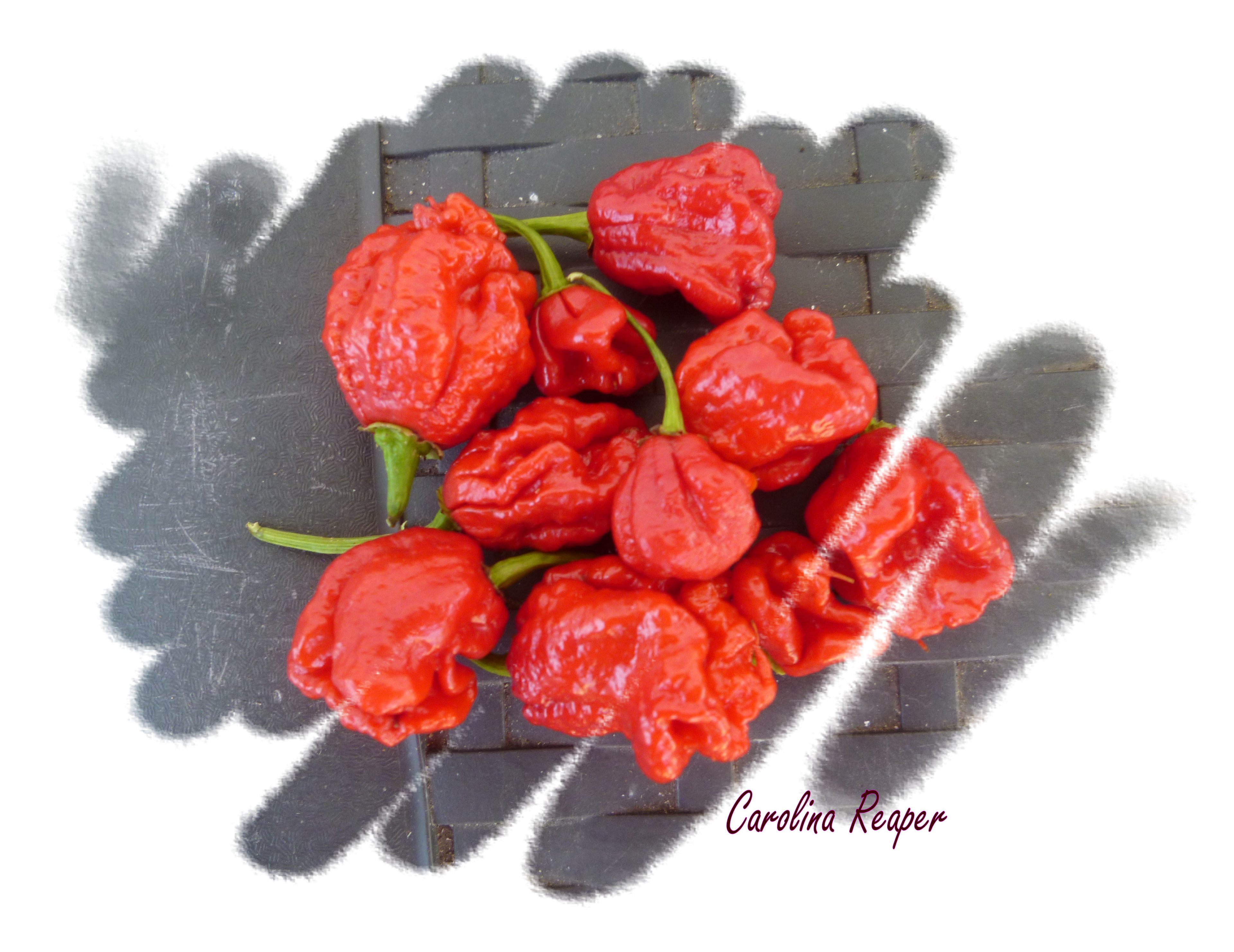 Carolina Reaper.jpg