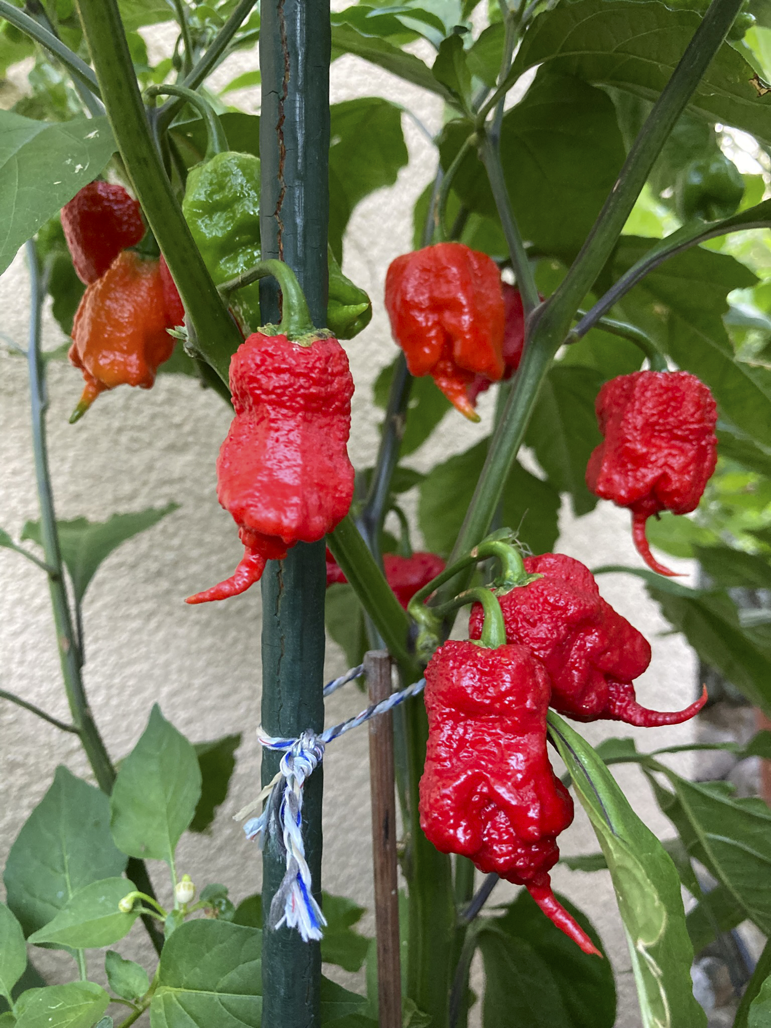 Carolina Reaper.jpg